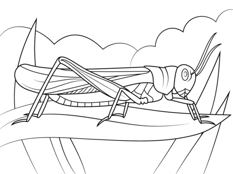 Rocky Mountain Locust Coloring Page